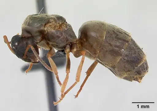 Lasius alienus - CASENT0173158