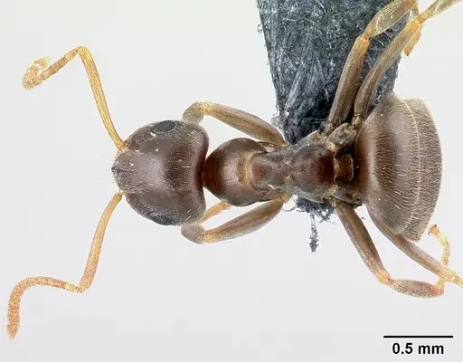 Lasius alienus - CASENT0179927