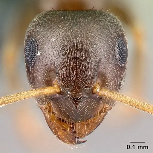 Lasius alienus - CASENT0179927