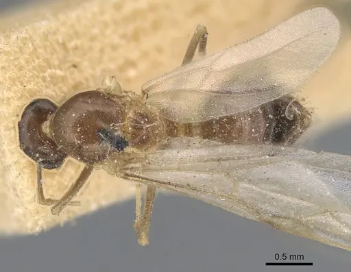 Lasius alienus - CASENT0915591