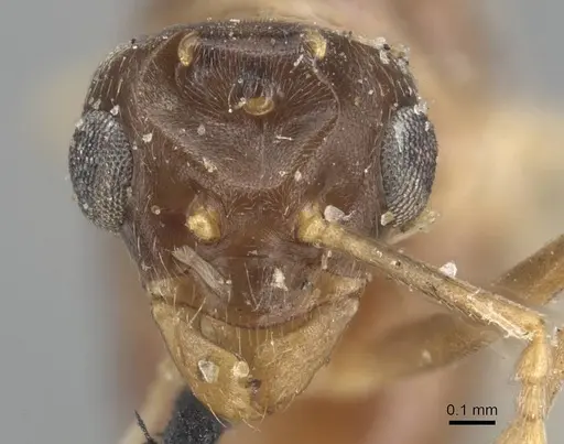 Lasius alienus - CASENT0915591