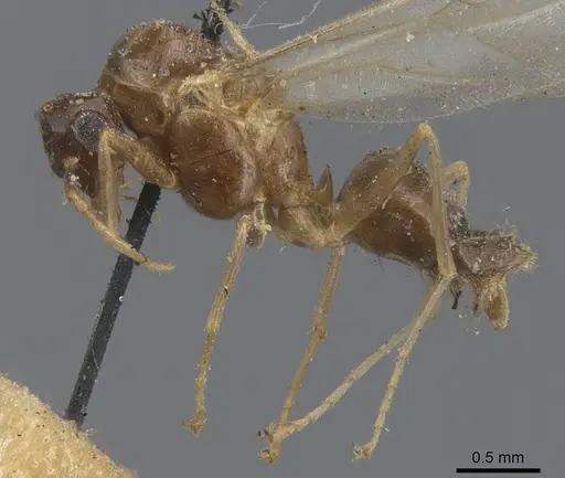 Lasius alienus - CASENT0915591