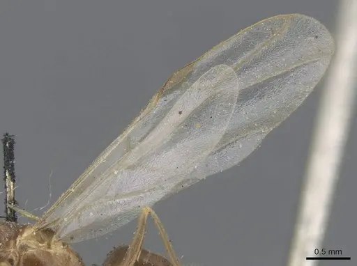 Lasius alienus - CASENT0915591