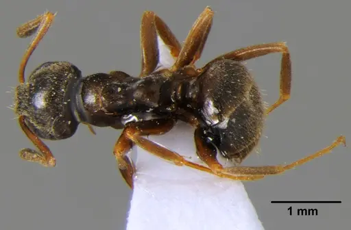 Lasius alienus - CFH000015