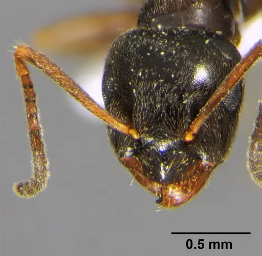 Lasius alienus - CFH000015