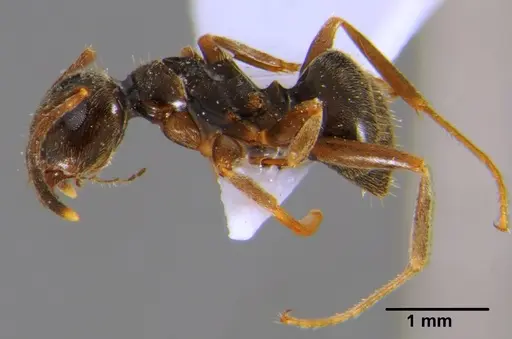 Lasius alienus - CFH000015