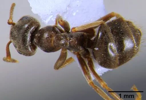 Lasius alienus - CFH000018