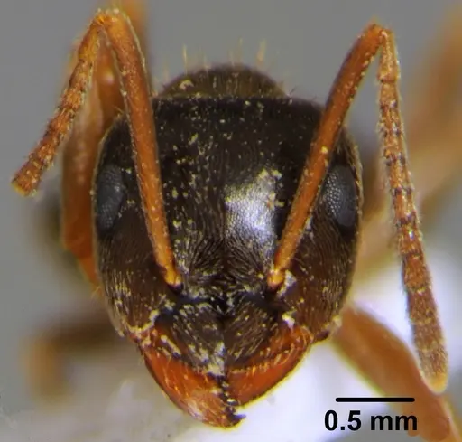 Lasius alienus - CFH000018