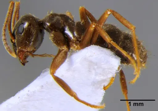 Lasius alienus - CFH000018