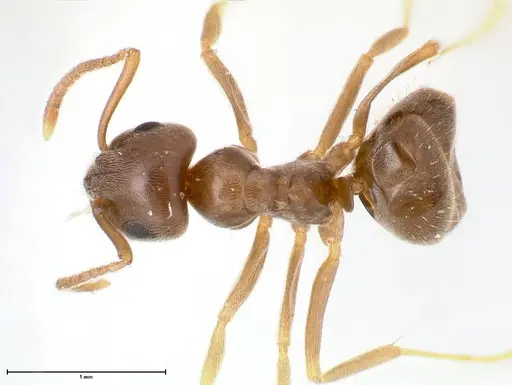 Lasius alienus - FOCOL0754