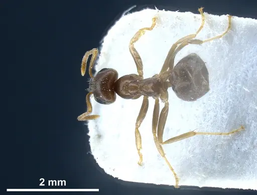 Lasius alienus - FOCOL0754
