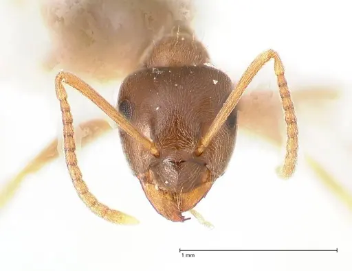 Lasius alienus - FOCOL0754