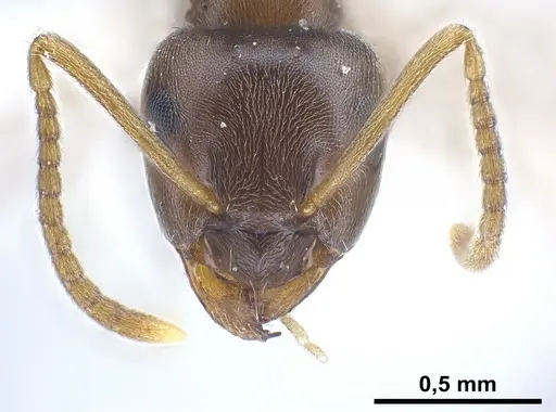 Lasius alienus - FOCOL0754