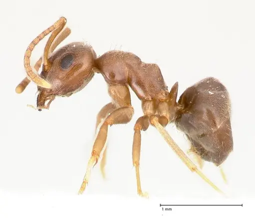 Lasius alienus - FOCOL0754