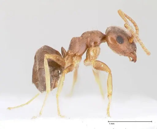 Lasius alienus - FOCOL0754