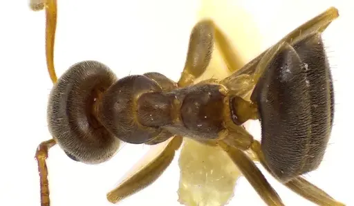 Lasius americanus specimen