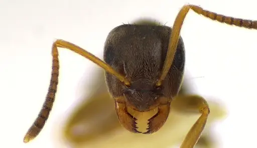 Lasius americanus specimen