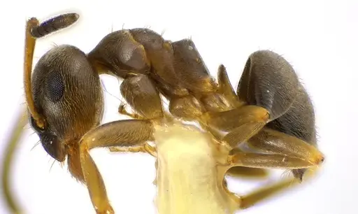 Lasius americanus specimen