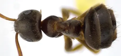 Lasius americanus - ANTWEB1041625