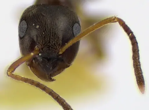 Lasius americanus - ANTWEB1041625