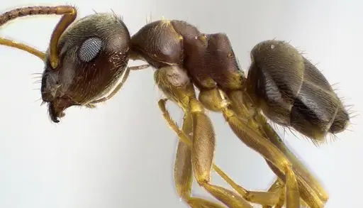 Lasius americanus - ANTWEB1041625