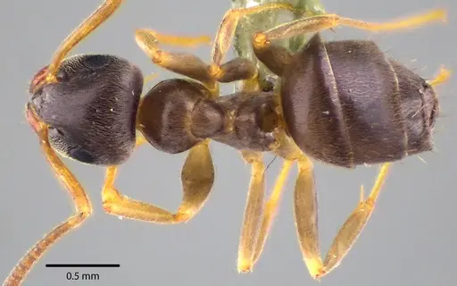 Lasius americanus - ANTWEB1041739