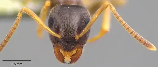 Lasius americanus - ANTWEB1041739