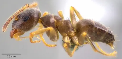 Lasius americanus - ANTWEB1041739