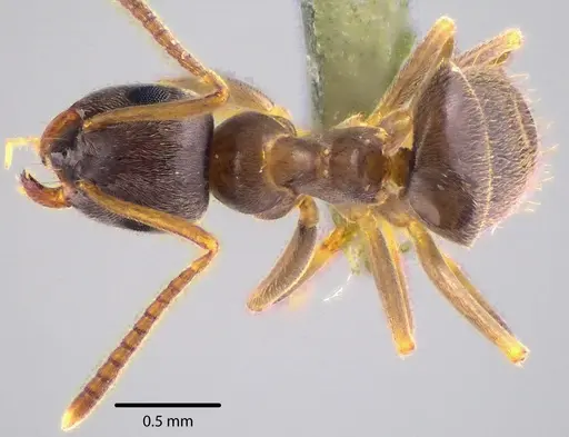 Lasius americanus - ANTWEB1041740