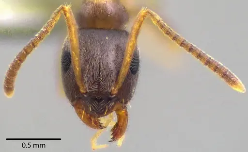 Lasius americanus - ANTWEB1041740