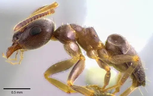 Lasius americanus - ANTWEB1041740