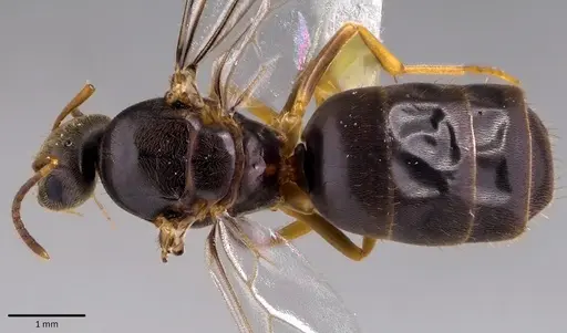 Lasius americanus - ANTWEB1041764