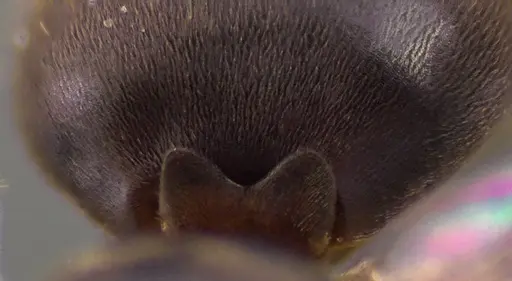 Lasius americanus - ANTWEB1041764