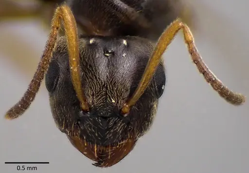 Lasius americanus - ANTWEB1041764