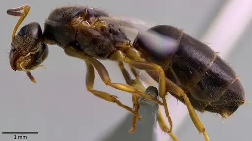 Lasius americanus - ANTWEB1041764
