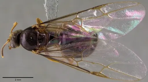 Lasius americanus - ANTWEB1041765