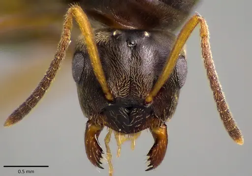 Lasius americanus - ANTWEB1041765