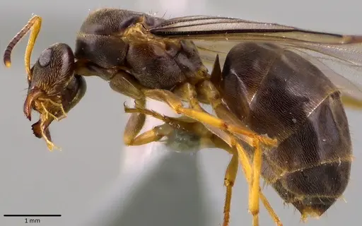 Lasius americanus - ANTWEB1041765