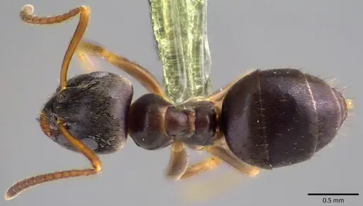 Lasius americanus - ANTWEB1041808