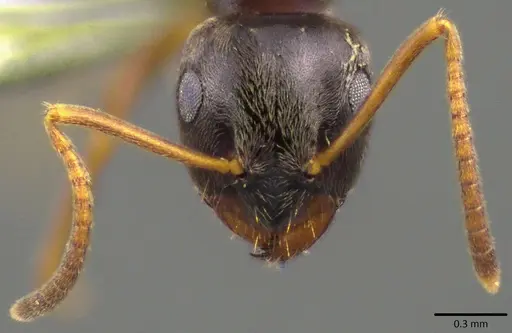 Lasius americanus - ANTWEB1041808