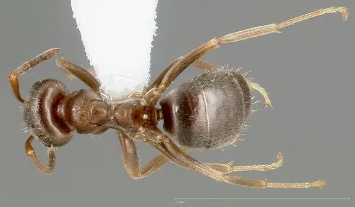 Lasius americanus - CASENT0005401