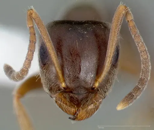 Lasius americanus - CASENT0005401