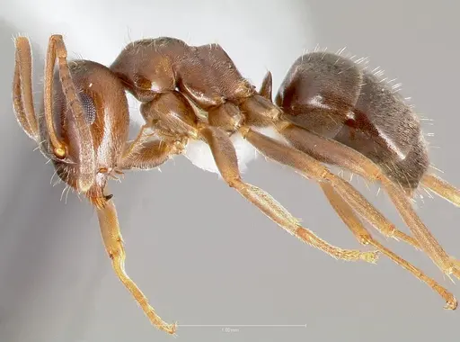 Lasius americanus - CASENT0005401