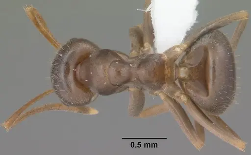 Lasius americanus - CASENT0102801