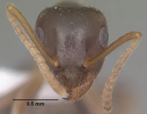Lasius americanus - CASENT0102801