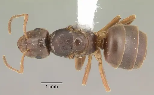 Lasius americanus - CASENT0103986