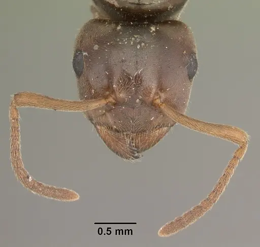 Lasius americanus - CASENT0103986