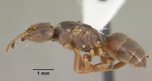 Lasius americanus - CASENT0103986