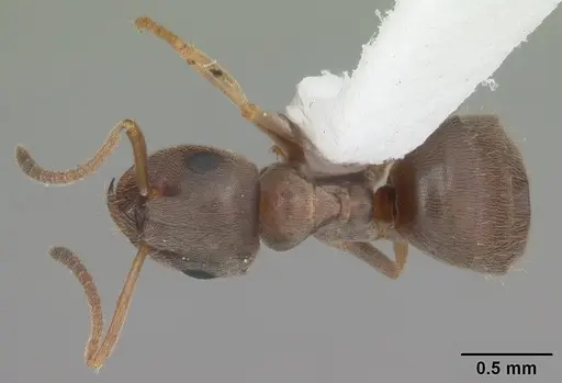 Lasius americanus - CASENT0103987