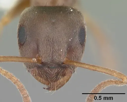 Lasius americanus - CASENT0103987